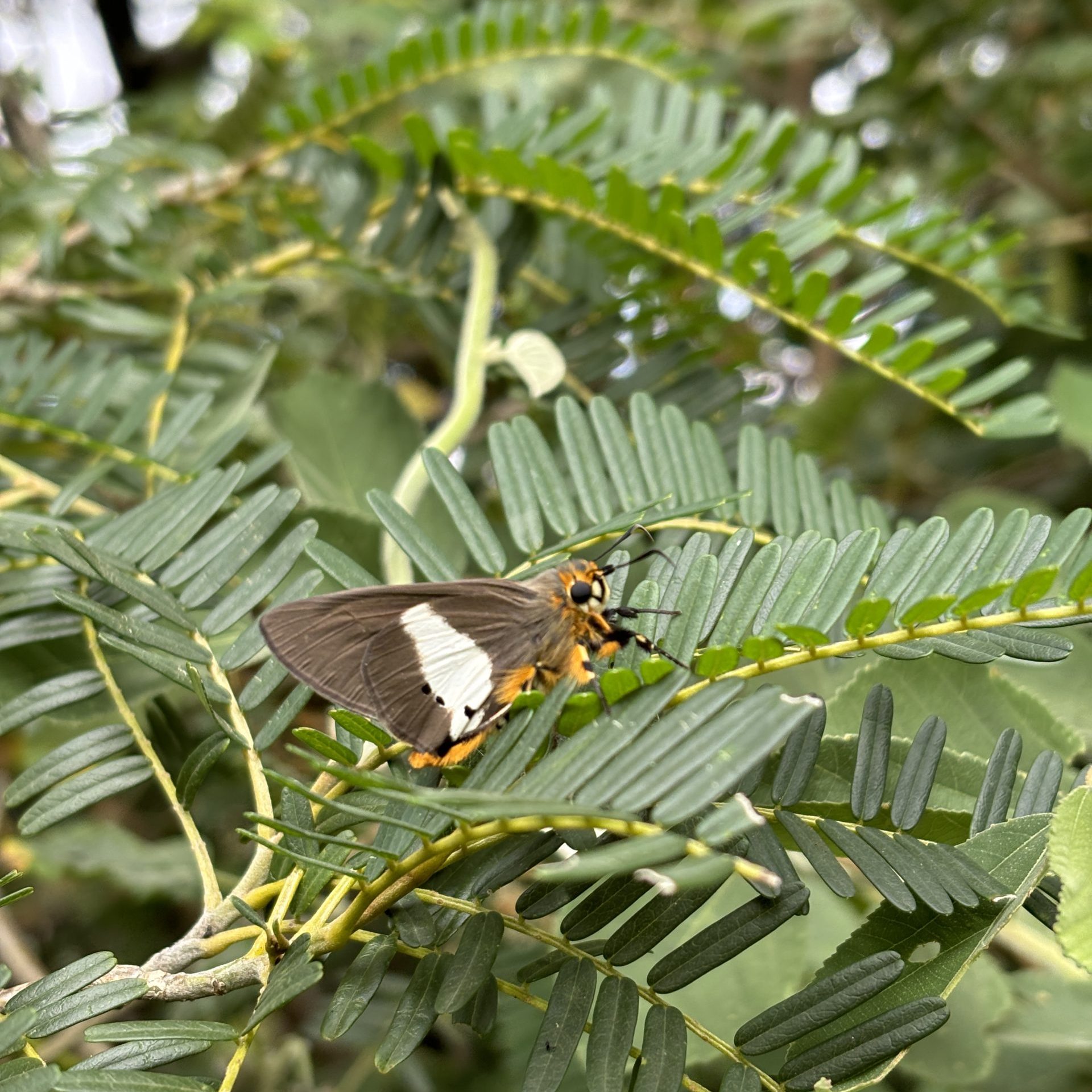 A butterfly on a tree