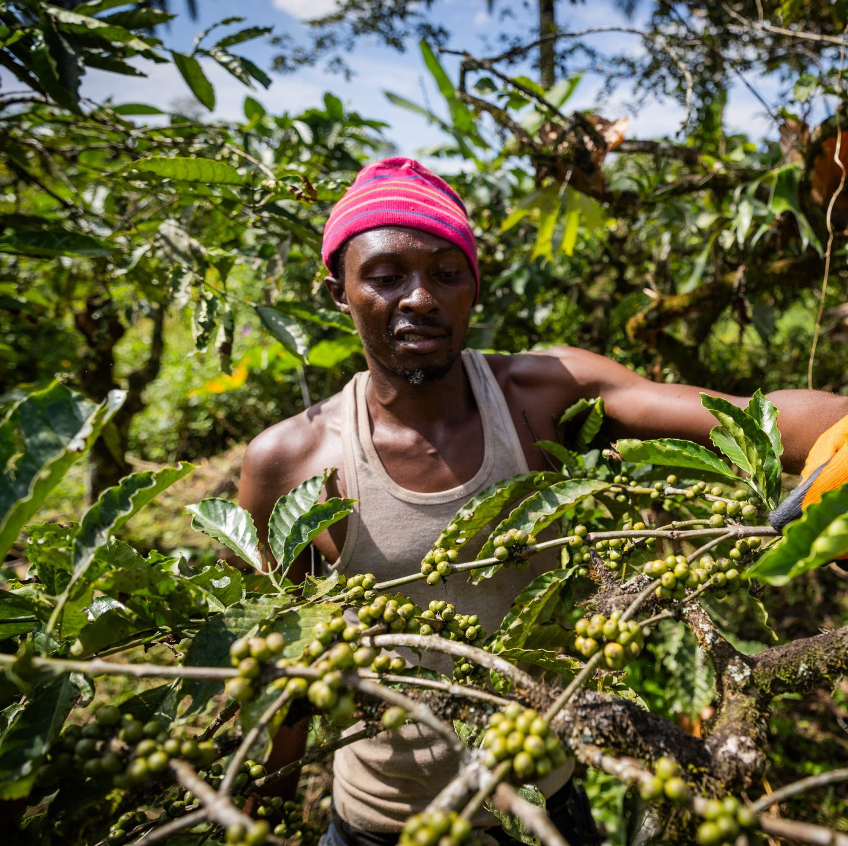 A farmer collects coffee seeds from the plantation in Africa, working time in the field