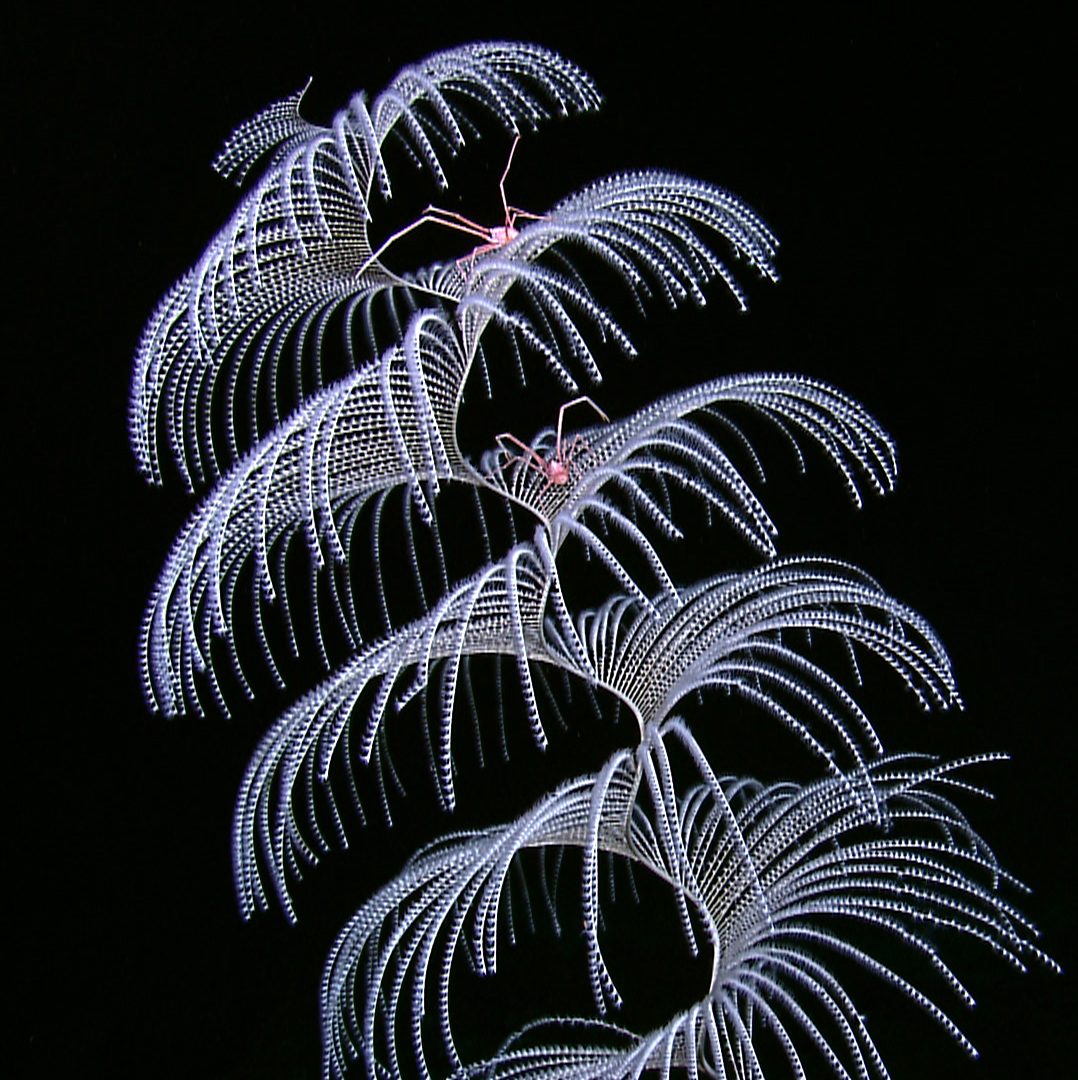 Iridigorgia soft coral with squat lobsters in the northwestern Gulf of Mexico.