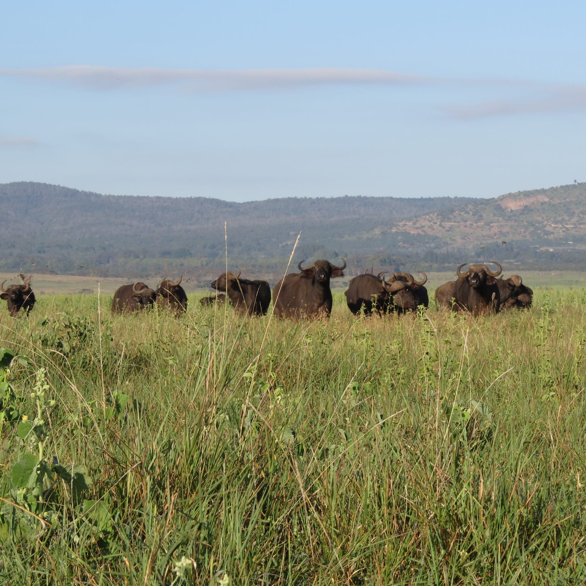 Buffalos in a zoo