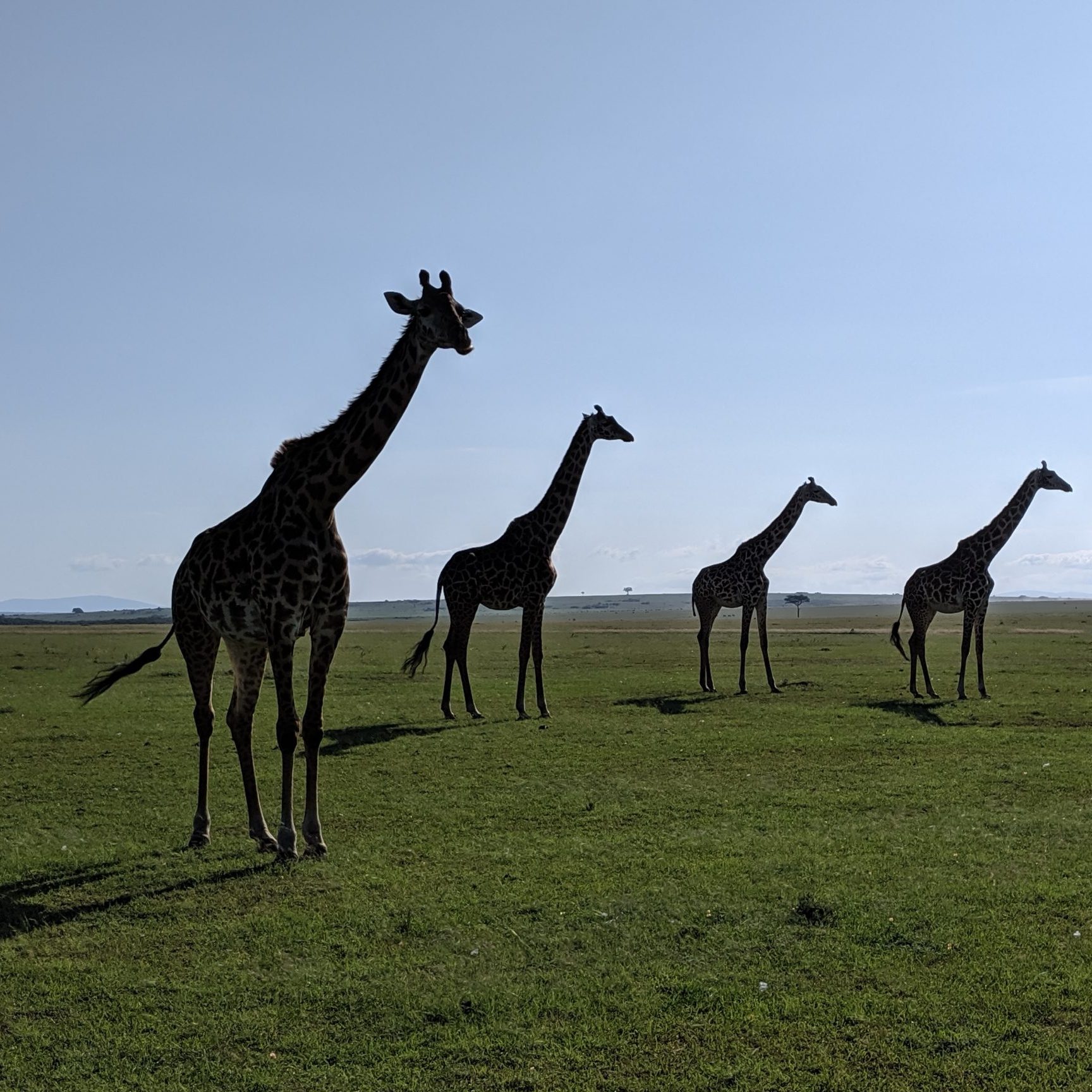 Giraffes in a zoo